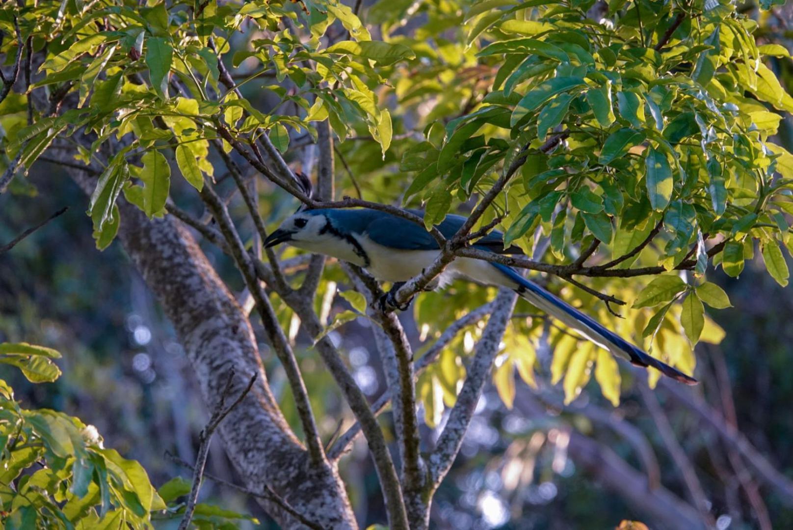 Cabana Indira Monteverde Eksteriør bilde